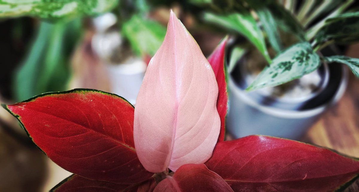 Taka_G0222st's tweet image. おはようございます
アグラオネマ ウィザードレッド
#Aglaonema #subspecies #Wizard #Red 
・・・寝れない🥹
風呂入ろ