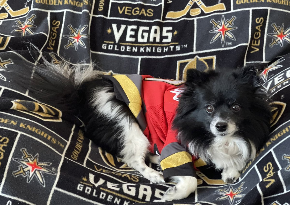 Change of pace.  We got an afternoon game!  Let’s hope that the boys didn’t go crazy with the turkey and it slow them down.  #VegasBorn can show me that they say “Puck Turkey” by giving me #LuckyVGKNoseBoops! 

#VGK9Krew
❤️🐼🐶
