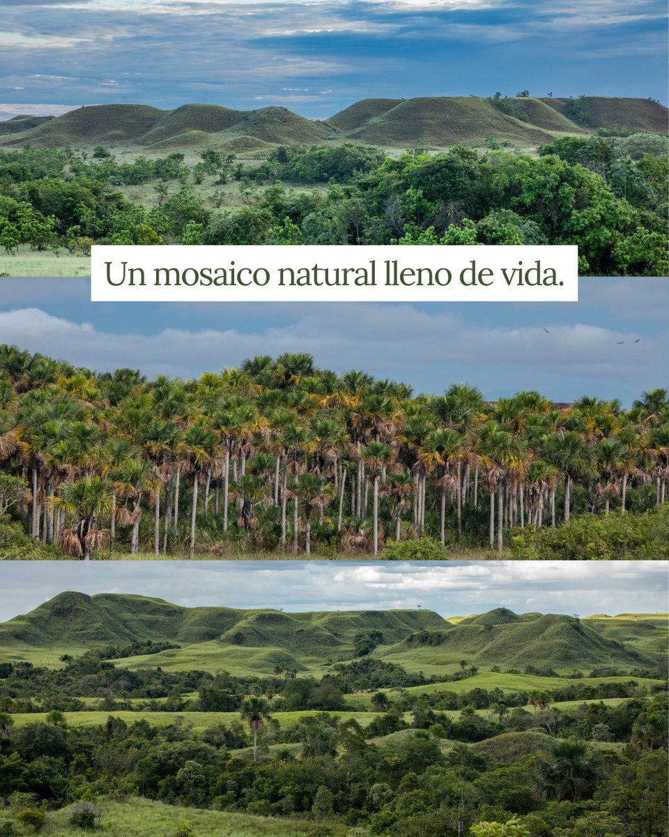 🥳🏞️ ¡Celebramos los dos años de declaratoria del Parque Nacional Natural Serranía de Manacacías! 

Un territorio de 68 mil hectáreas de sabanas, bosques, ríos y humedales que mantienen viva la riqueza de la Orinoquía y la vida que la habita. 

📸 Rodrigo Durán Bahamón