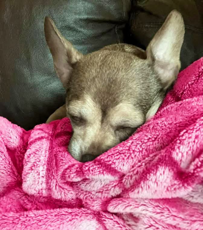 chicathechih's tweet image. Now who’s ready for Christmas? 🤶 🎄 

A) I’ve been ready since last #Christmas 🤣🎁
B) I’m just getting ready 🛷
C) Counting down the sleigh days 🎅🏼🕰️
D) Still hunting the perfect tree 🌲💚
E) If nap is a prep, then yep, I’m on it 😴🎄
#TaterTotSquad #dogsoftwitter #Dogs #Dog