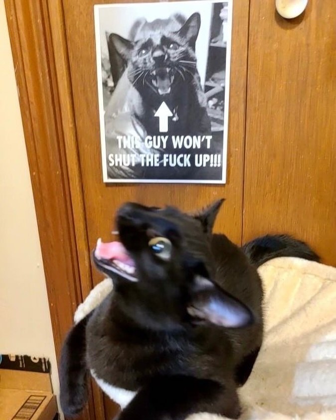 PunchingCat's tweet image. 