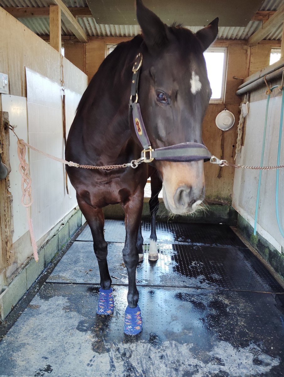 ikuran239's tweet photo. 今週の馬達
乾燥する時期に入って参りました。インフルエンザが流行ってるけど、ときがわホースケアガーデンの馬達は元気だよー
会いに来てね～！

#ときがわホースケアガーデン
#今日の靴下
#感謝よ届け https://t.co/6mmeFDpWQj