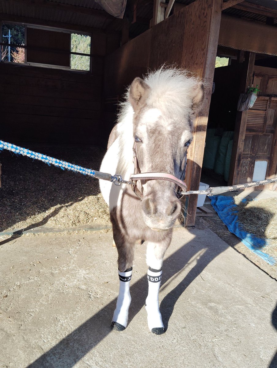 ikuran239's tweet photo. 今週の馬達
乾燥する時期に入って参りました。インフルエンザが流行ってるけど、ときがわホースケアガーデンの馬達は元気だよー
会いに来てね～！

#ときがわホースケアガーデン
#今日の靴下
#感謝よ届け https://t.co/6mmeFDpWQj