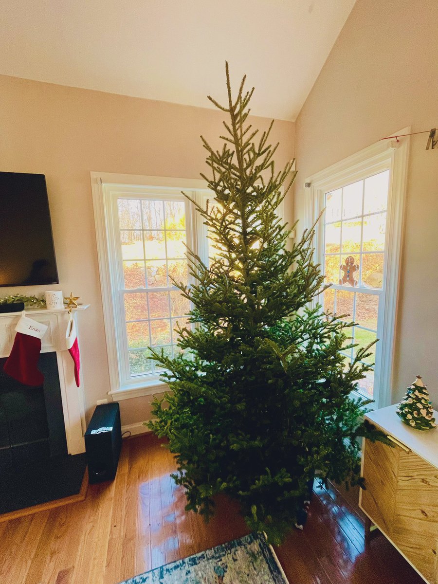 “LOOKS GREAT! Little full, lotta sap.” 

(This is our best tree.) 

(I say this every year.)