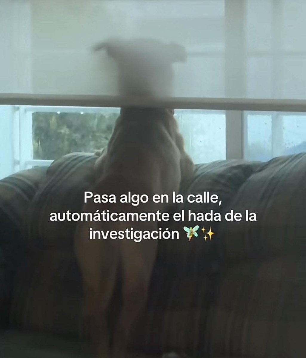 Los perritos son chismosos por naturaleza.