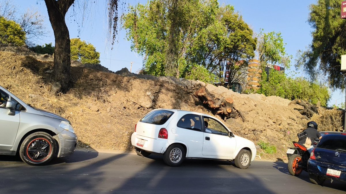 maraof's tweet photo. @SEDEMA_CDMX ,@conagua, @imagenTVMex ,@telediario @nmas ,@TuAlcaldiaGAM , @SacmexC ,@craviotocesar ,@ClaraBrugadaM,  es una tristeza ver cómo matan a miles de árboles en alcaldía Gam porque están limpiando canal acueducto de Tenayuca https://t.co/kcLUIFVGI3
