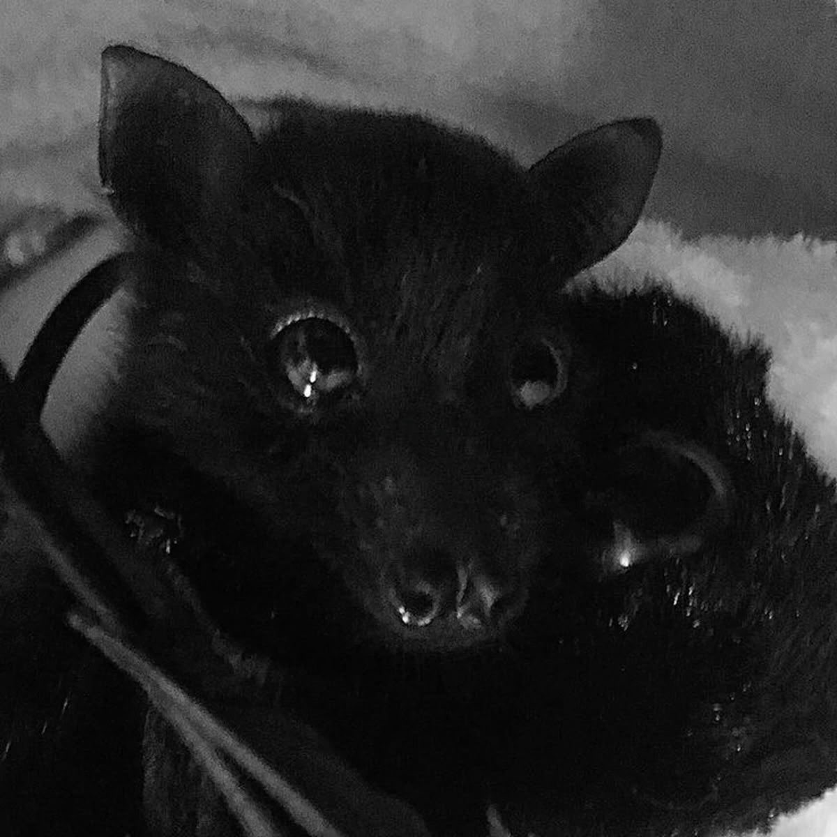 skeIetas's tweet image. ouGHGH beautiful bat boy 🦇