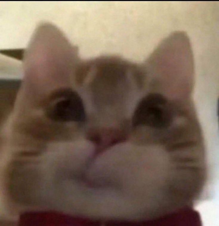 ServerExploit's tweet image. — looking for interactive moots! (^O^)/
23 he/him
val, ow, mc, roblox, genshin, phasmo
EUW, 🇧🇪
gold val and bad in overwatch
Dm me if you want to play! 
i love sleeping, music, and cats

♡ / ⟳ to be mutuals (o´ω`o)人(o´ω`o)

#moothunt,#gamingtwt,#promotwt