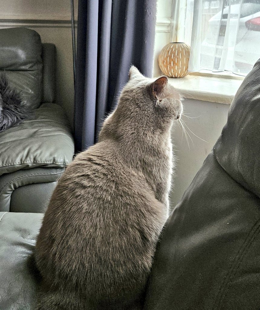 LilyRusty1's tweet image. ♥️🐈‍⬛️🐾 Goodnight to all my fur friends sweet dreams 💤 love from Lily 🐾🐈‍⬛️♥️

#CatsOfTwitter #CatsOnTwitter #Cat #cats #CatsAreFamily