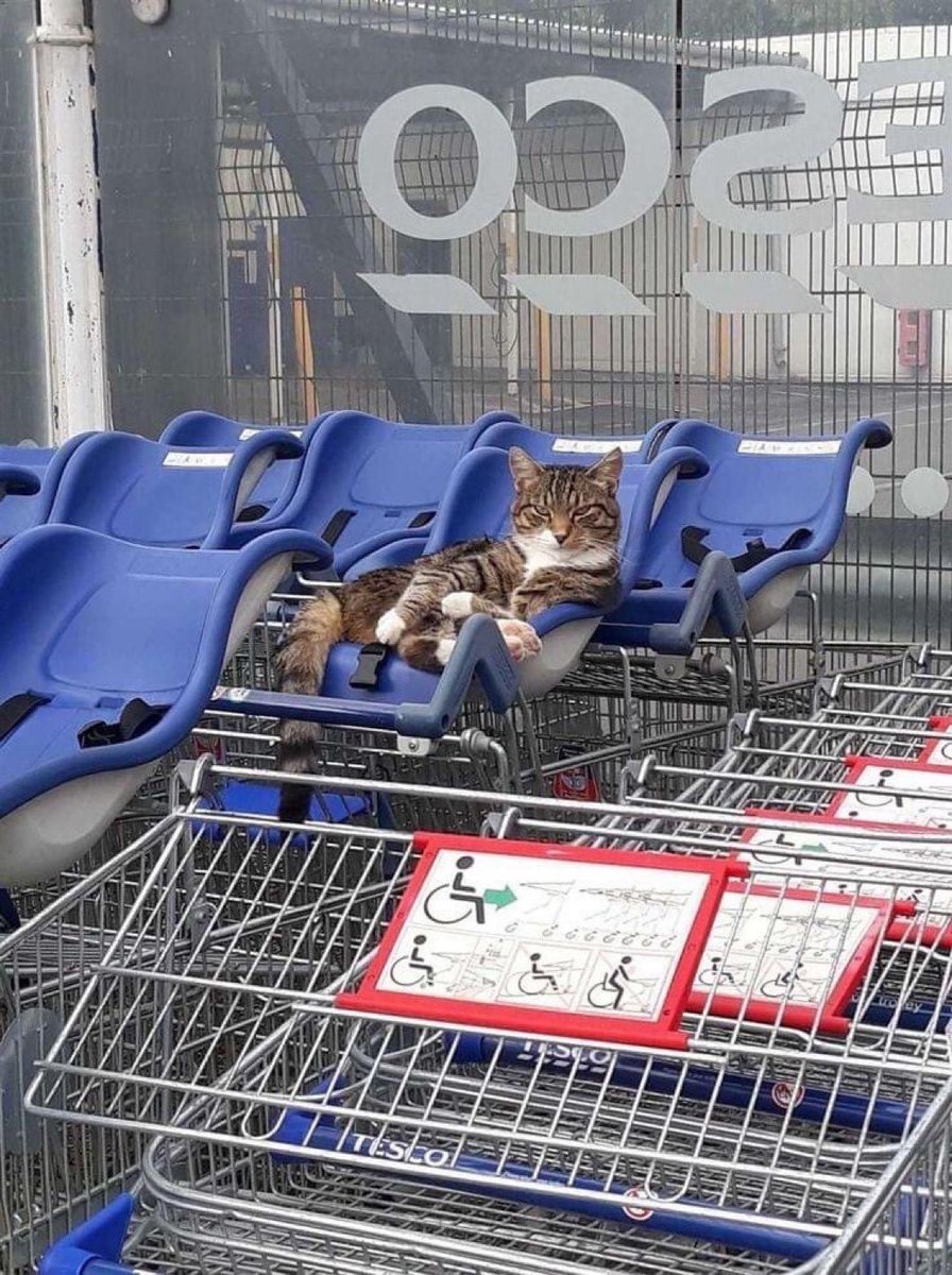 DrStrangetwit's tweet image. Miaow-nager of the supermarket