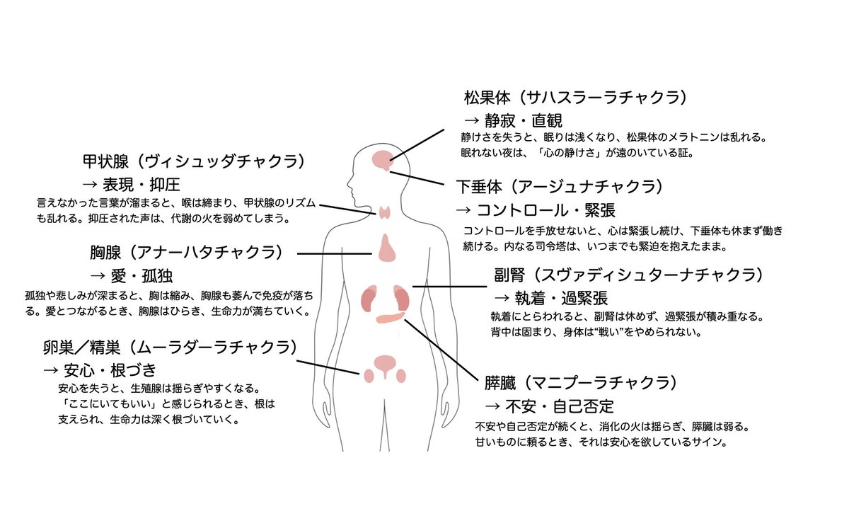 感情は、ホルモンを通じて身体に刻まれる。 
今日は、 
胸腺と愛、孤独について、お話しします。