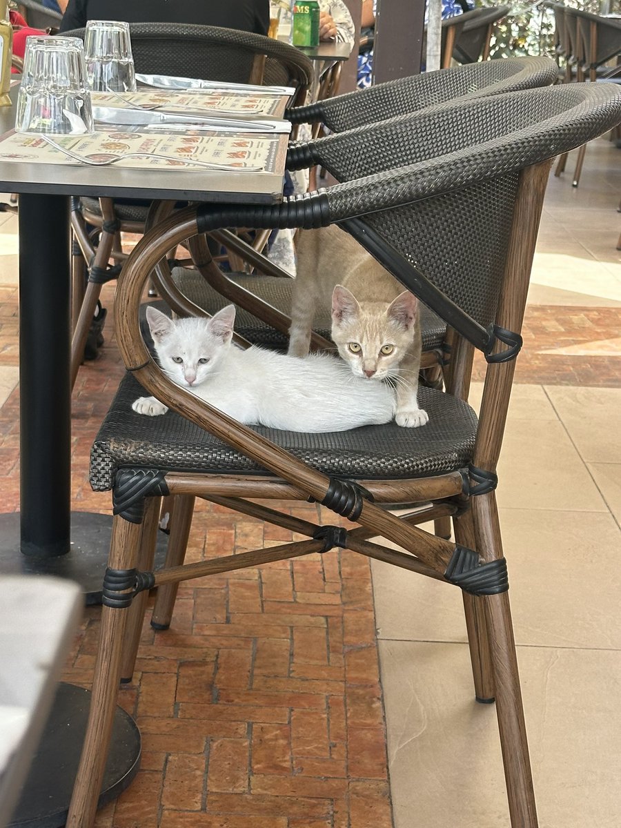 scaaarrrrrrrrr's tweet image. le bled me manque 💔💔💔