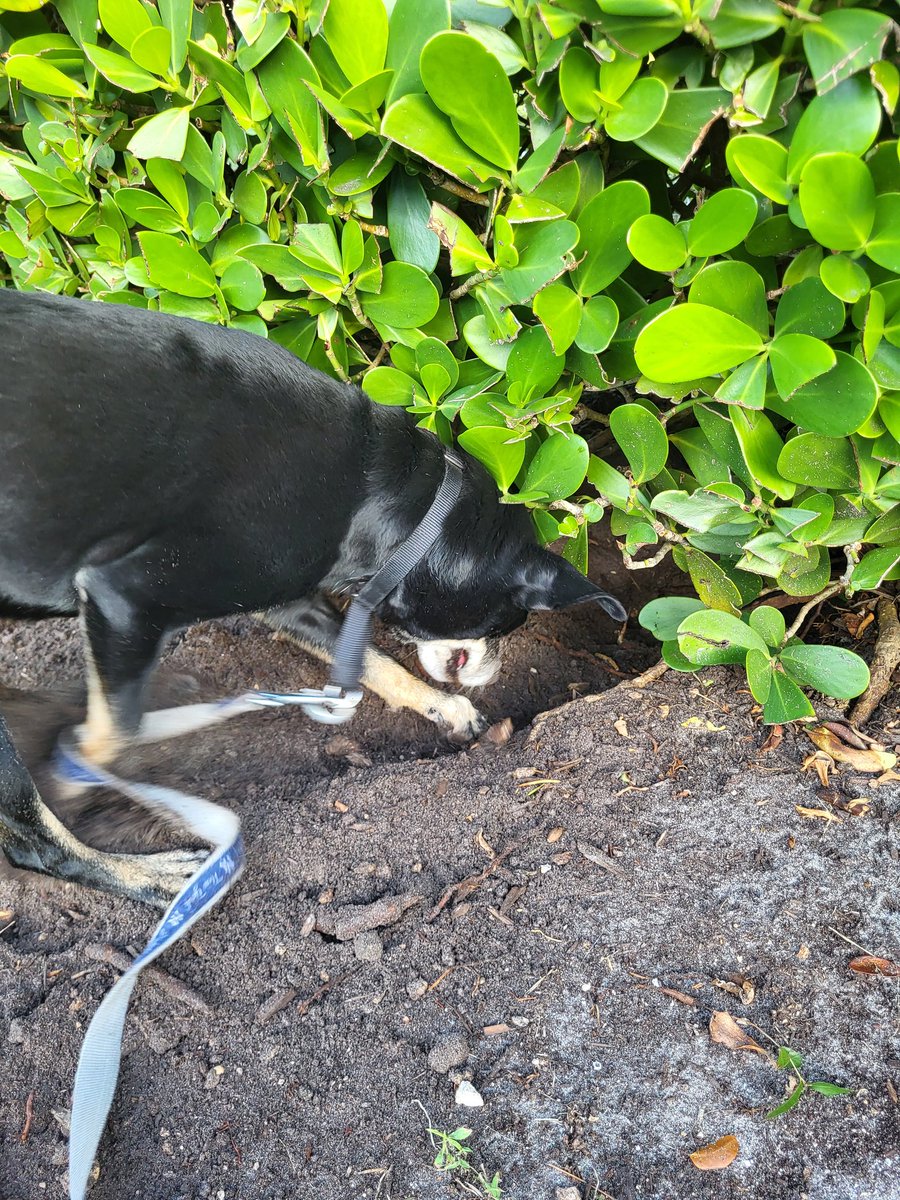 Hudson is a Dog tweet media