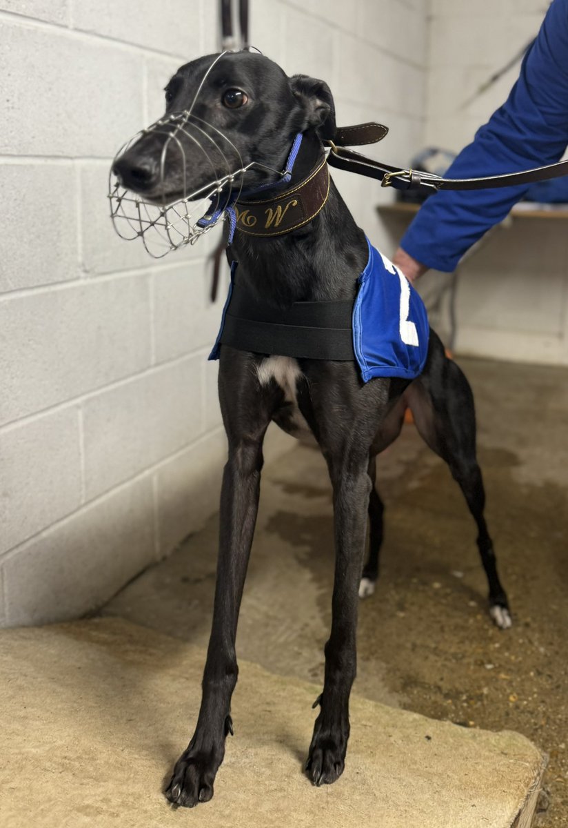RomfordDogs's tweet photo. This special girl is about to run her 100th race🥹

We love seeing her most Fridays!🤍

Good luck Sonia (Fabulous Sonique)! What a fantastic greyhound she is and has been. 40 wins and 24 2nds so far for Mark Wallis and the MWD Partnership.🐾 https://t.co/YvYMYfspbA