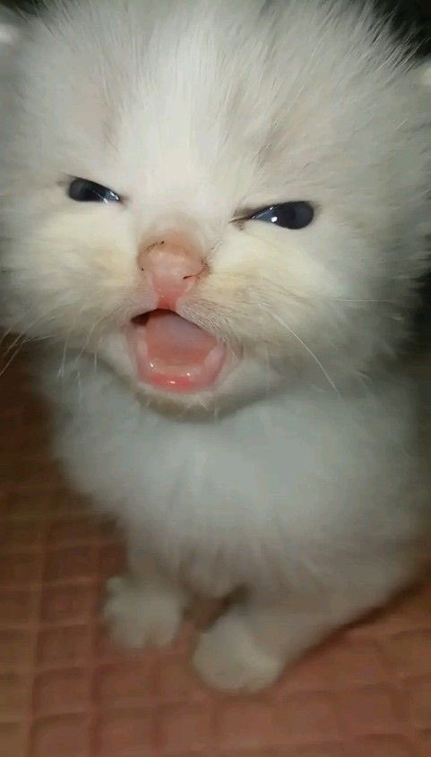 ColddCoco's tweet image. &quot;Double tap detected&quot; hogaya snap dekhte dekhte