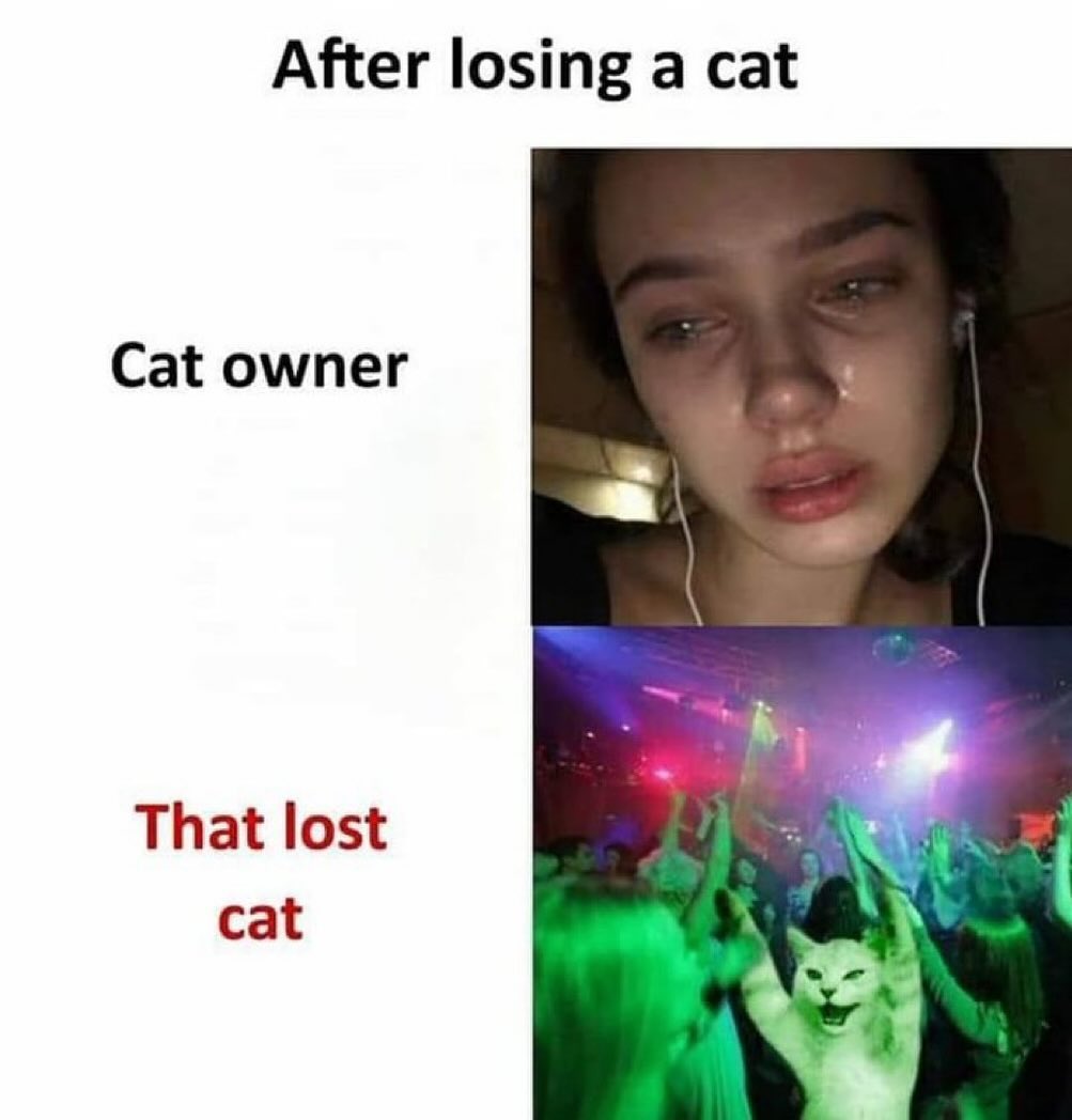 PunchingCat tweet picture