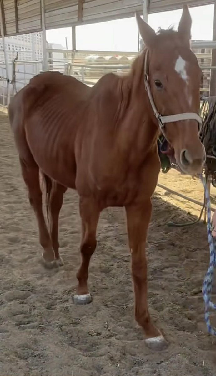 RACEFund's tweet image. 🆘‼🆘‼👉Update! We have raised $2260 for Mo Move so far.  We only need to raise $215 more  to reach goal. Please consider a donation to help us help her. Our  PayPal donation link is 
paypal.com/donate/?hosted…
Thank you.