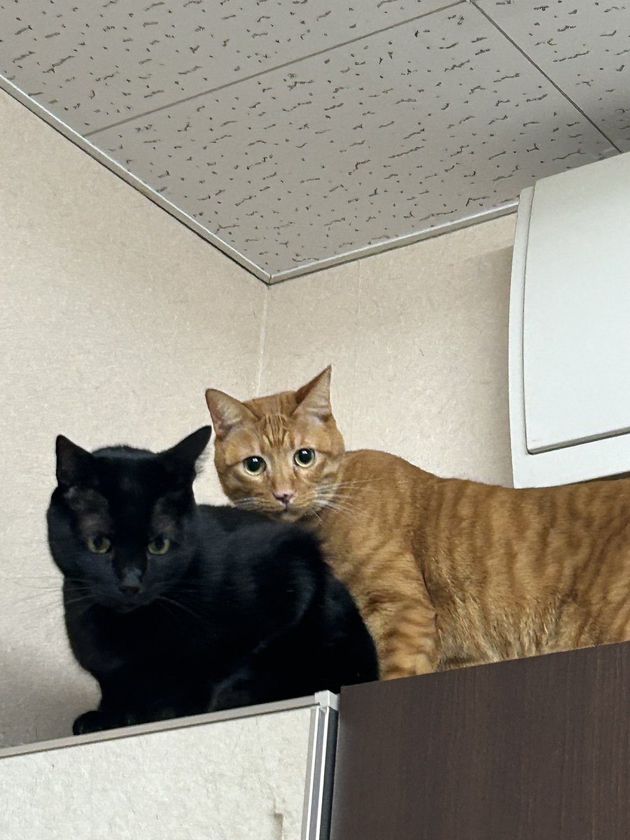 H I R O M I (@HIROMI66136439) / Posts / X