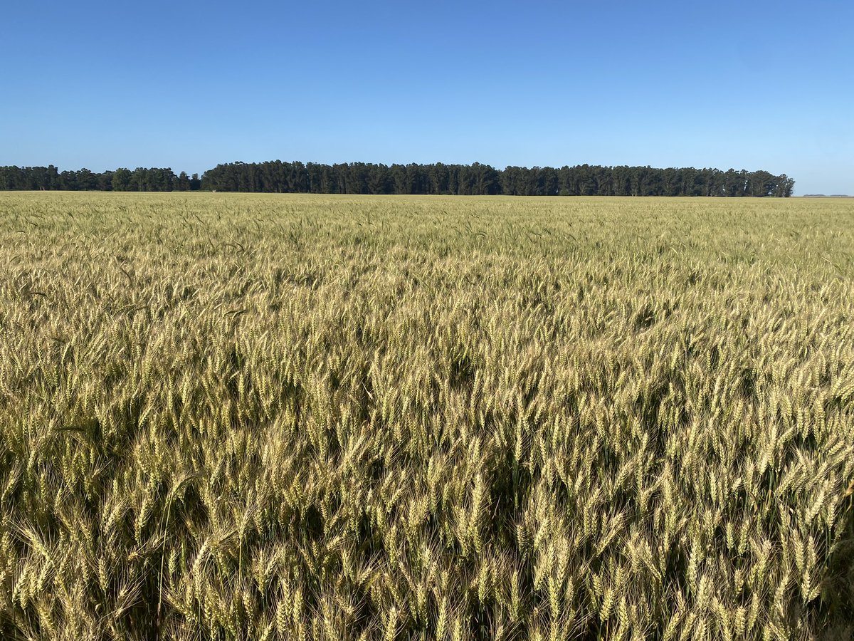 Bumper Crop tweet media