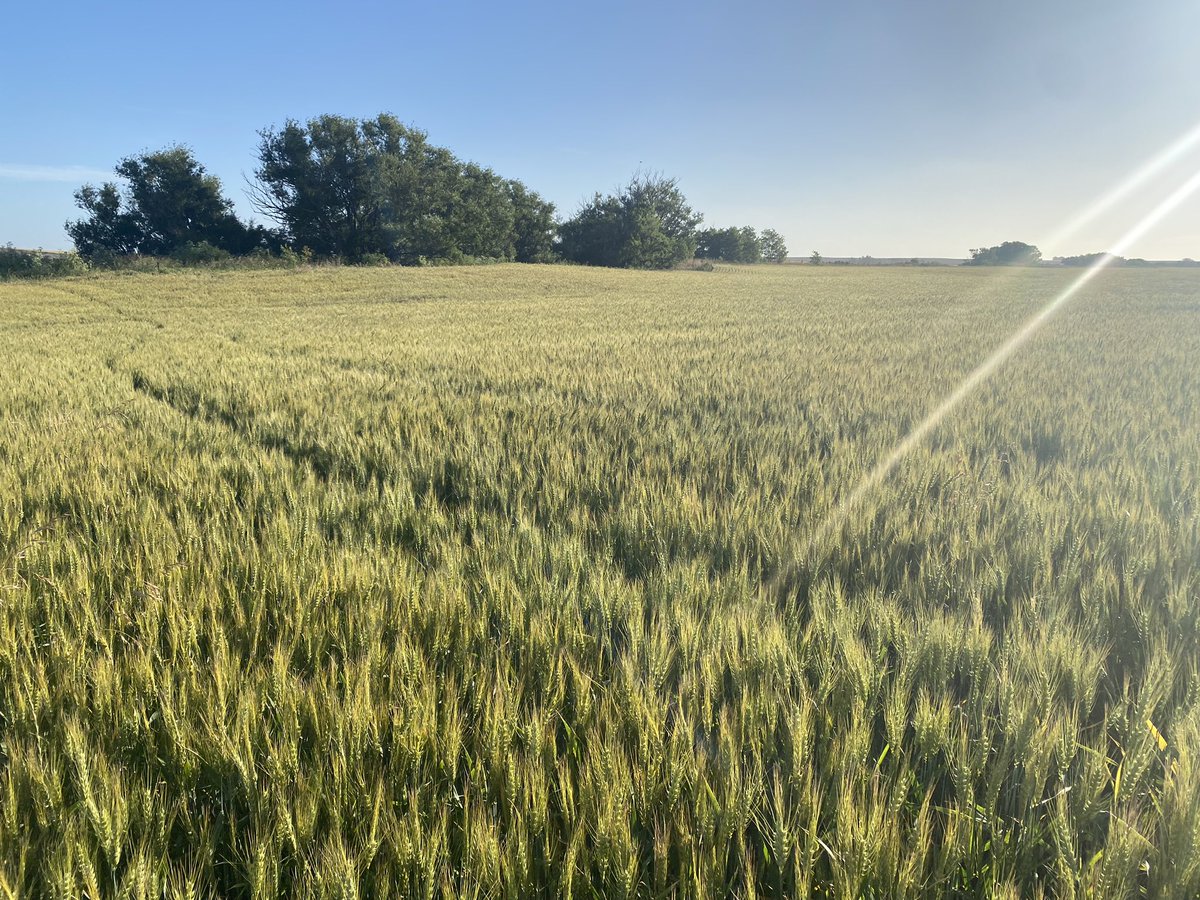 Bumper Crop tweet media