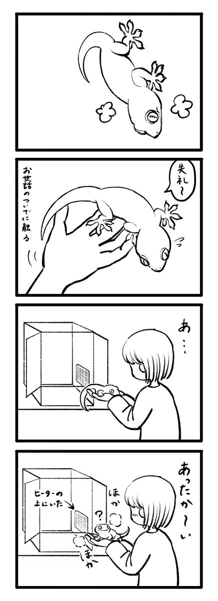 ホットヤモリの季節⛄️