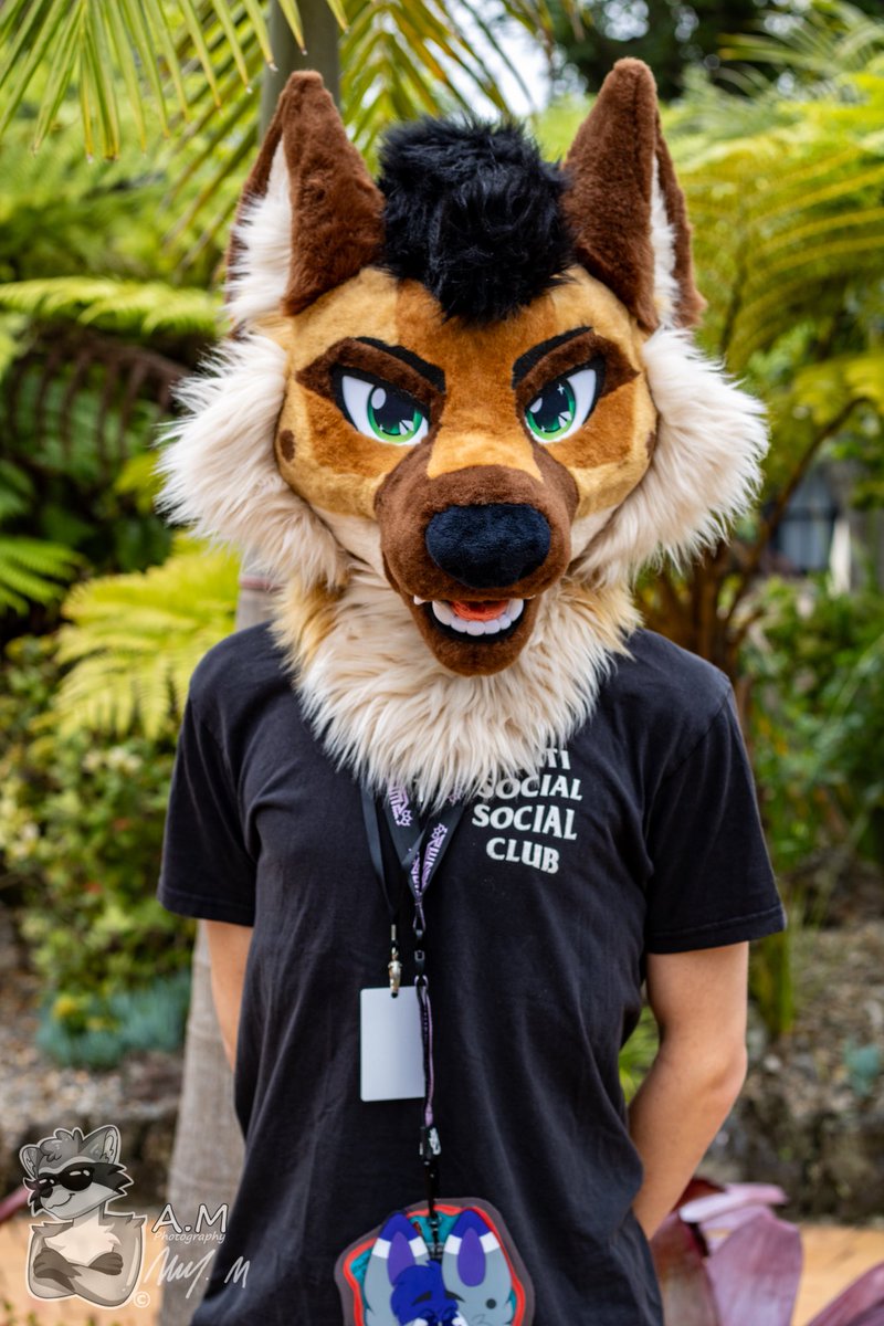 Hugo Shep 🐾 tweet media