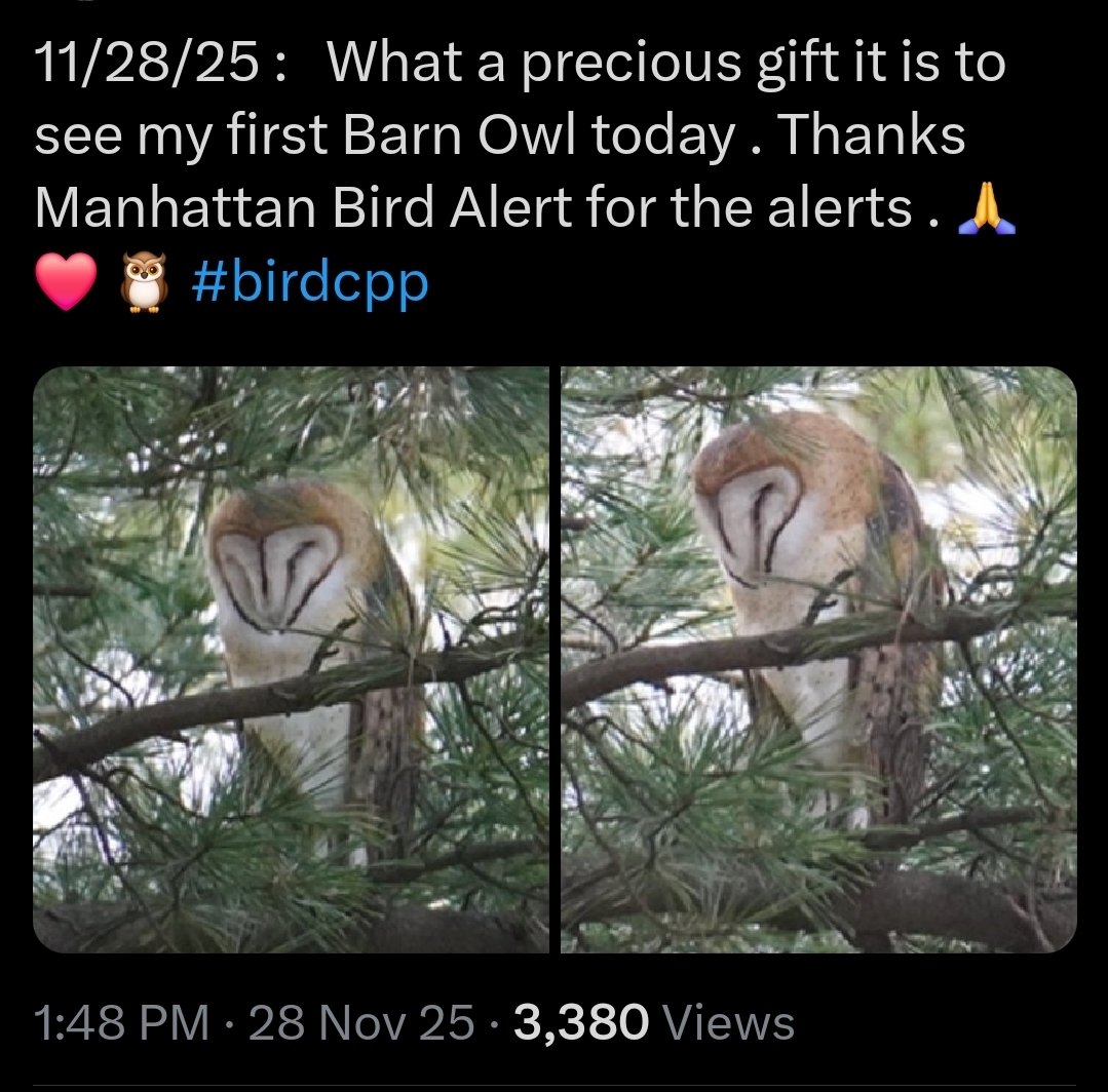 grnpointer's tweet image. Of course this guy is broadcasting the location of a fucking barn owl to his kajillion followers