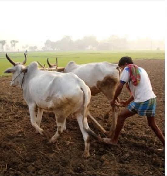 "ದೇಶವನ್ನು ಆಹಾರದಲ್ಲಿ ಸ್ವಾವಲಂಬಿ ಮಾಡಿದ ರೈತನಿಗೆ ಯಾವ ಪ್ರೋತ್ಸಾಹವೂ ಇಲ್ಲ. ಕಾಳಧನದ ಖದೀಮರಿಗೆ, ಅಘೋಷಿತ ಹಣ ಇಟ್ಟುಕೊಂಡವರಿಗೆ ಆಶ್ರಯ, ಪ್ರೋತ್ಸಾಹ, ವಿನಾಯ್ತಿಗಳನ್ನು ಘೋಷಿಸುತ್ತ ದೇಶದ ಇಡೀ ಅರ್ಥವ್ಯವಸ್ಥೆಯನ್ನು, ಕೈಗಾರಿಕೋದ್ಯಮಗಳನ್ನು ಅವರ ಅನುಕೂಲಕ್ಕೆ ತಕ್ಕಂತೆ ತಿರಿಚುತ್ತಾ ಹೋದರೆ ಇದರ ಆರ್ಥಿಕ ದುಷ್ಪರಿಣಾಮಗಳಿಗಿಂತ ದೇಶದ ಜನತೆಯ