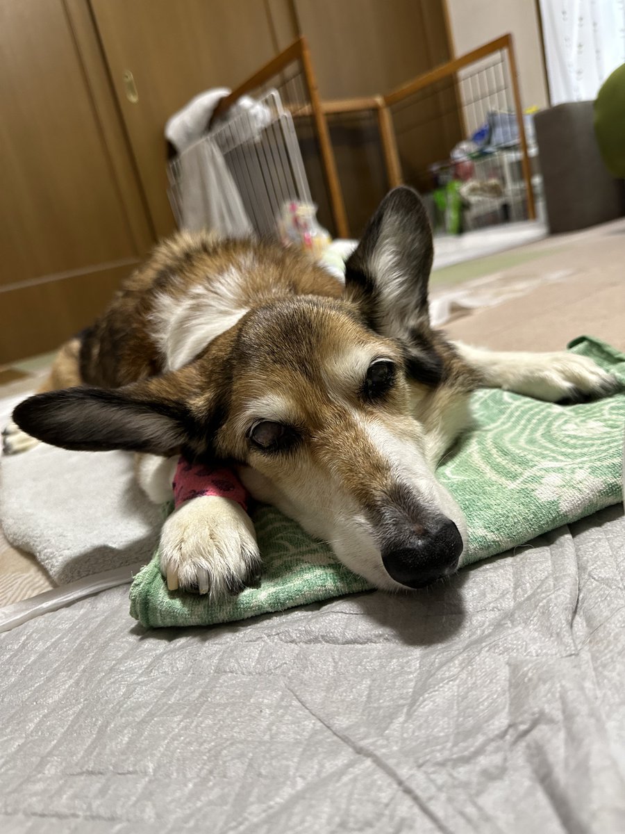 sz_code500's tweet image. おはようございます。 #corgi