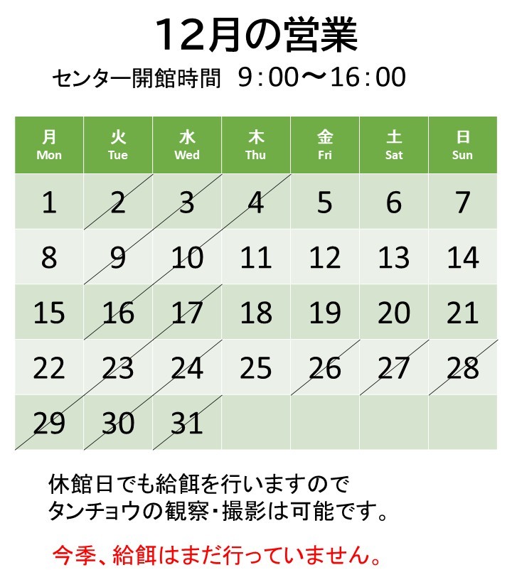 １１月も終わりますが、比較的暖かい日が続いています。
１２月の営業のお知らせです。
＃鶴居・伊藤タンチョウサンクチュアリ
