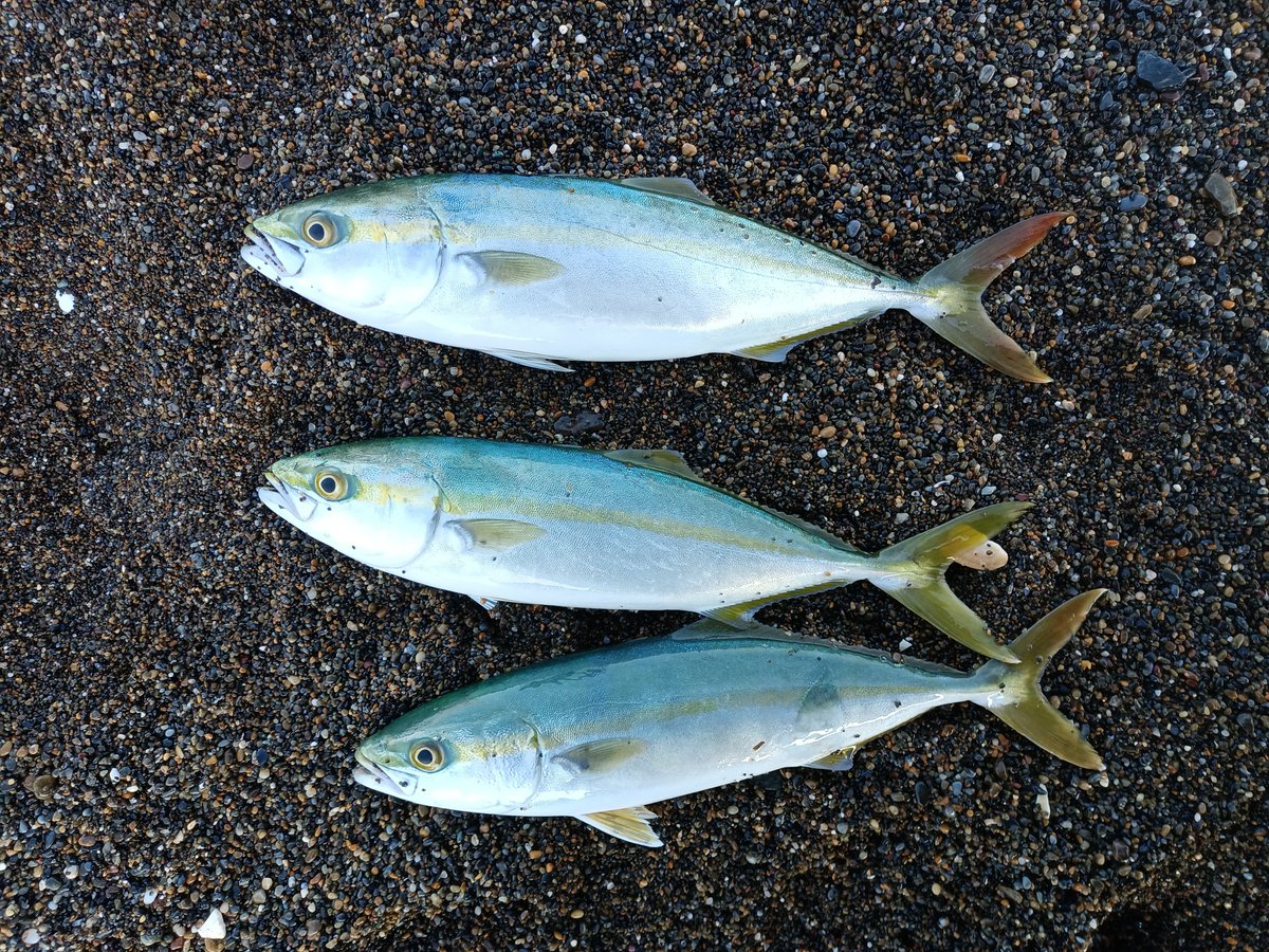 朝はサーフでワカシくんに遊んでもらいました🐟
目の前で湧いたのはいいけどナブラ追いかけるの大変だった笑