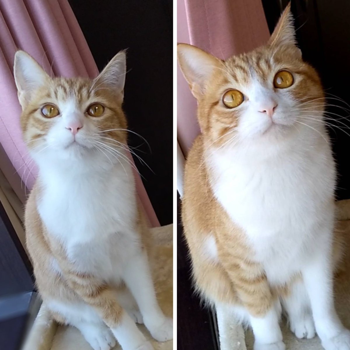 きれいなツチノコ (@CTsuchinoko) / Posts / X