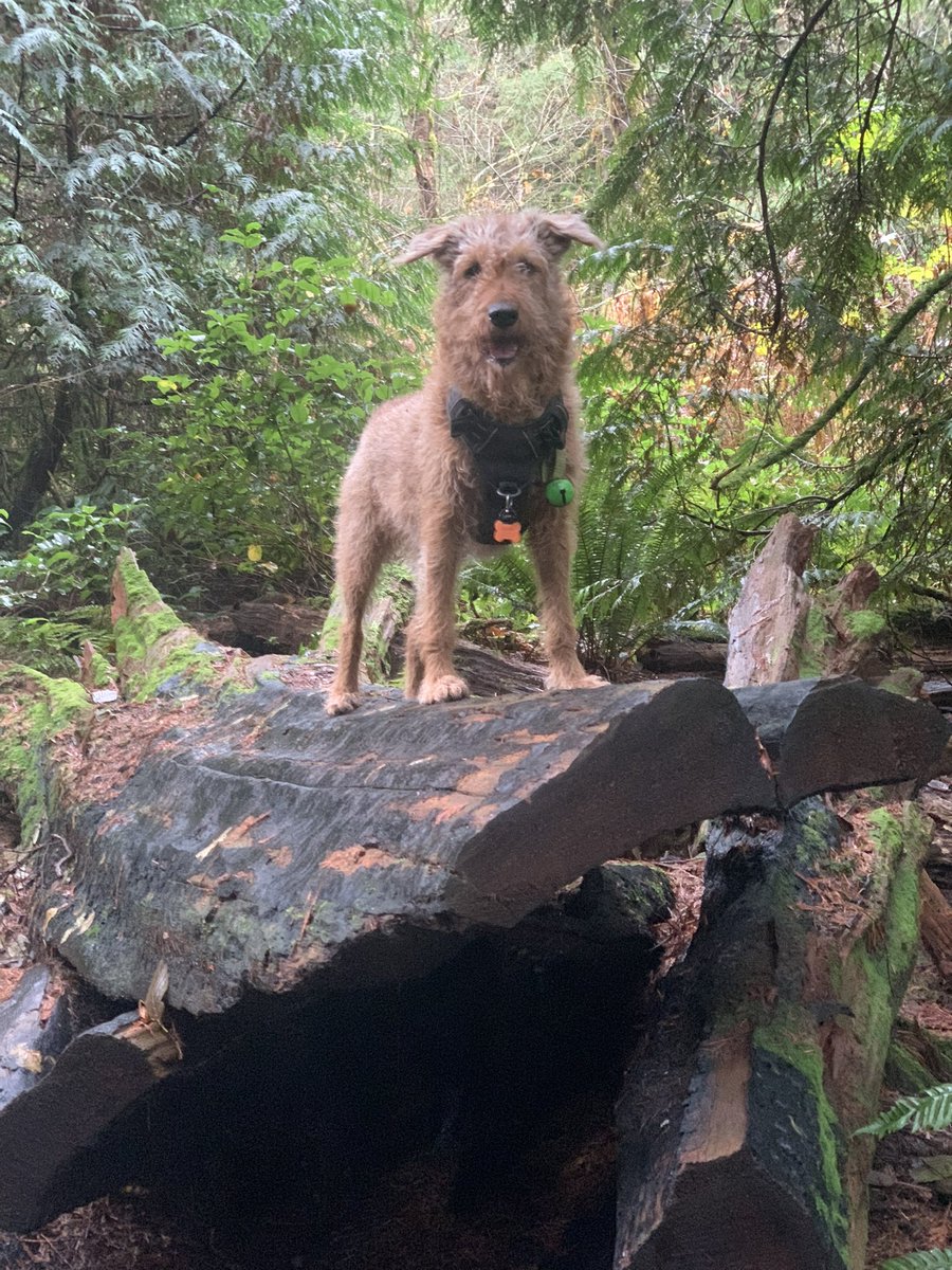 DublinIrishPup's tweet image. Fun in da #woods today and Mum picked up some 🦆 #noms from da #Costco so good pals get your Hoos to get em 🐾👍🏾😋