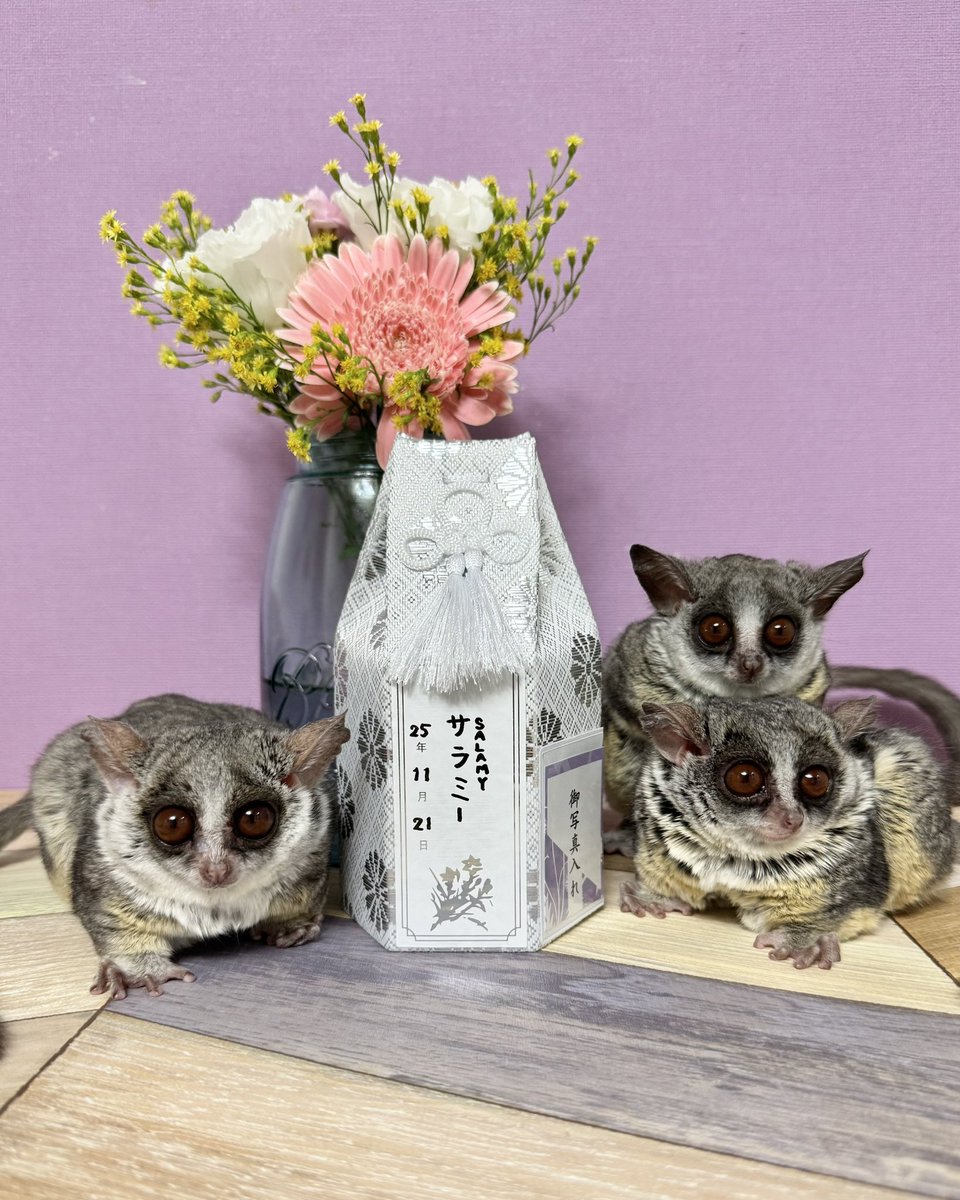 Pizzatoru_JP's tweet photo. いつもピザトル一家を見守ってくださりありがとうございます。サラミーを愛してくださった皆さま、ご報告が遅くなってしまい申し訳ありません。 https://t.co/hvE6di69LY