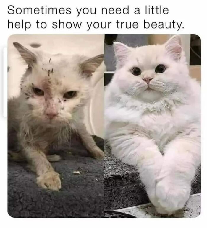 Punch Cat tweet media