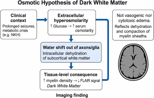 STMPUB's tweet photo. Dark white matter is a subcortical MRI marker in seizures and systemic disorders: A narrative review
#OpenAccess in #NeuroMarkers: https://t.co/kIvvtZAfYu
#DarkWhiteMatter #Seizures #Epilepsy #BrainMRI #Neuroimaging #MOGAD #NKH #Biomarker #Neurology https://t.co/IKnk8fNaLm