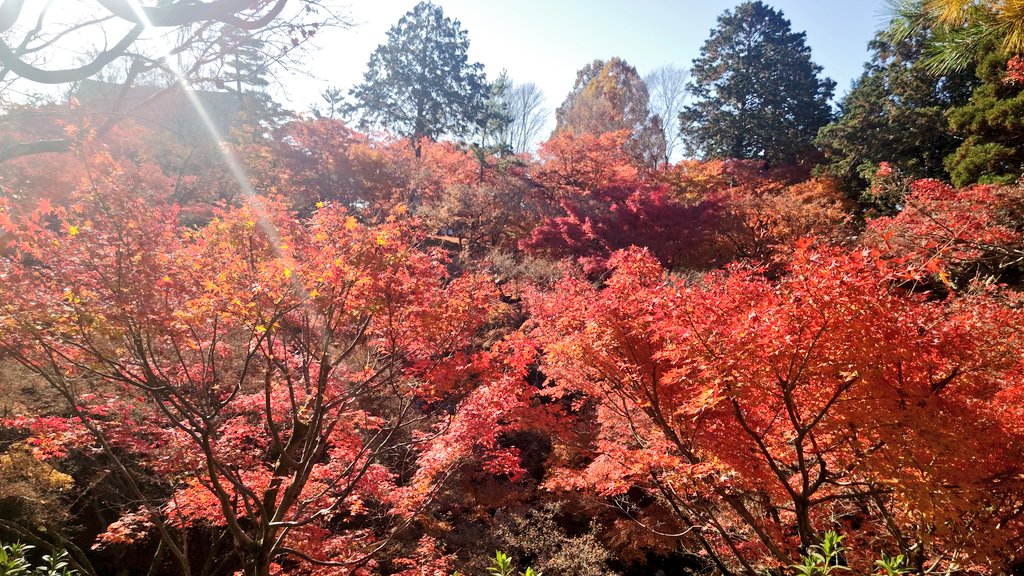 紅葉ページ 紅葉🍁散策in京都