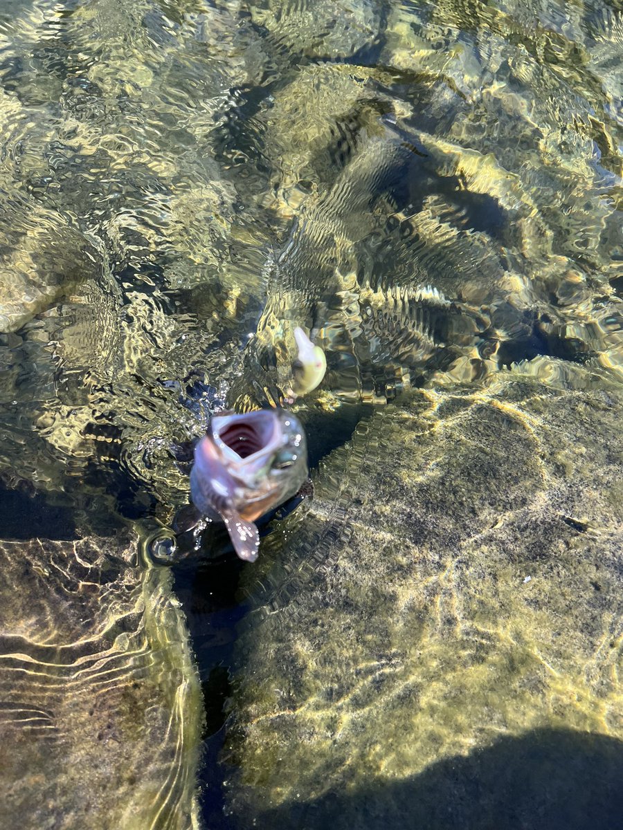 よったん (@yottanntann) / Posts / X