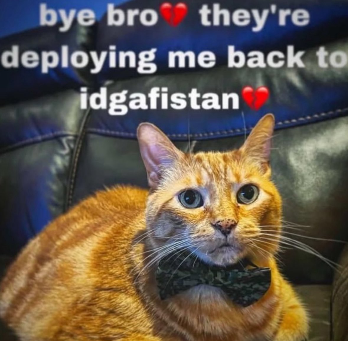 literallymecats's tweet image. 