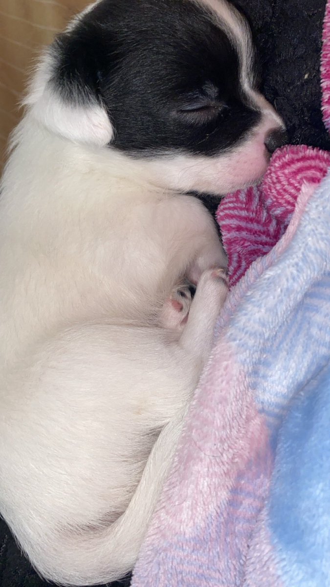 wiggy .ᐟ / lauren’s pr manager tweet media