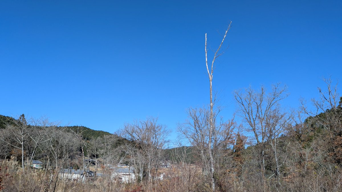今朝は−1度。慣れてきたね。
今日はいい天気ですねー
12月は岐阜市でホテル通い神職研修の為、20,27の営業になりますが、30日まで開けるかもしれません。
分かり次第お知らせします〜