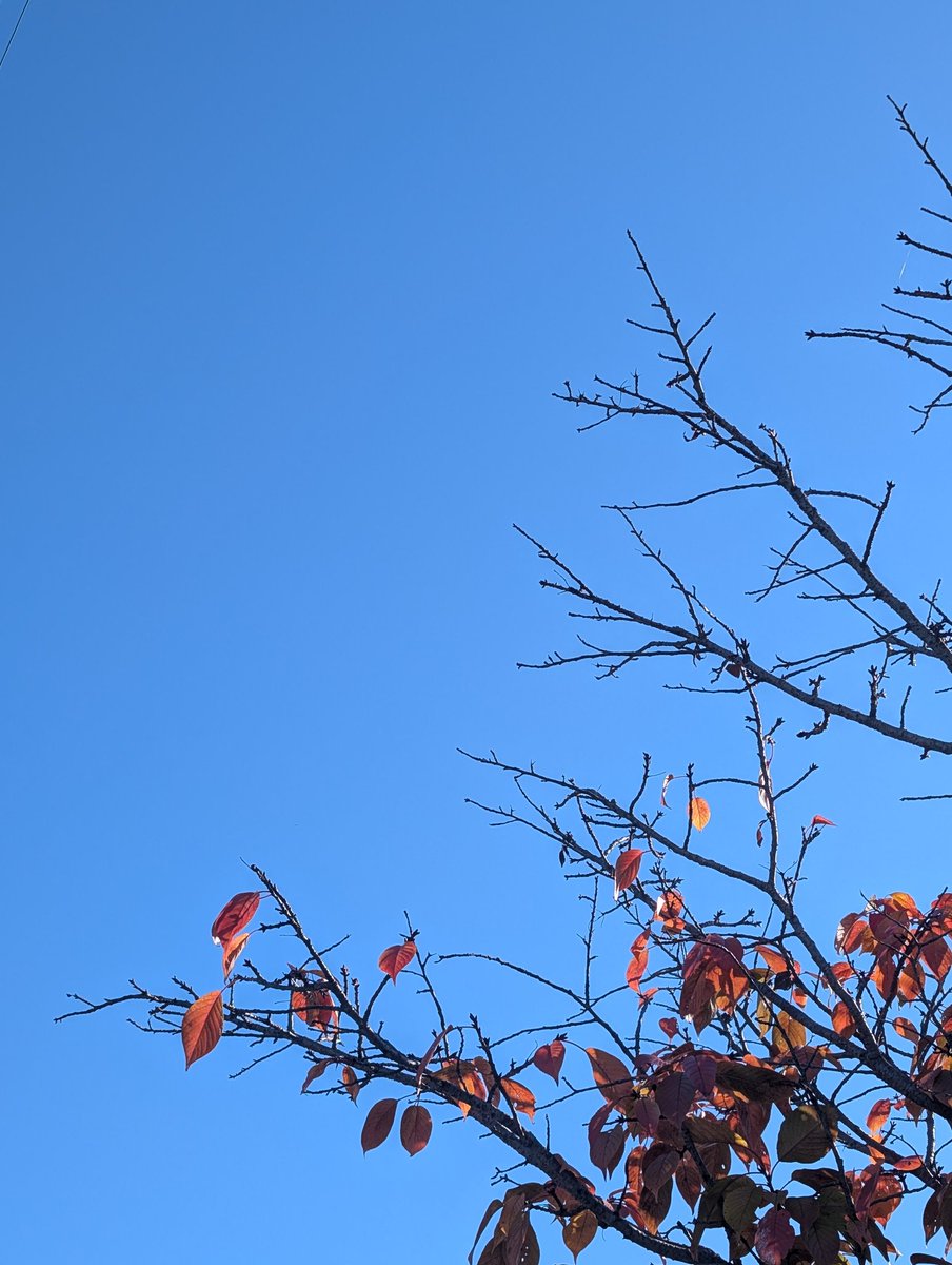 babywoman's tweet photo. #イマソラ 
#青空 #碧空 #快晴 
#写真撮ってる人と繫がりたい 
#スマホカメラ部 #GooglePixel8 
#無加工 https://t.co/0ZuDlxRBqY