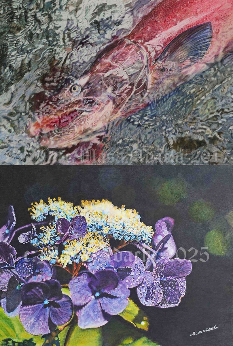 村松 薫🌹イラストレーター/色鉛筆画家 12／9〜12／14 COLOR&BLACK鉛筆