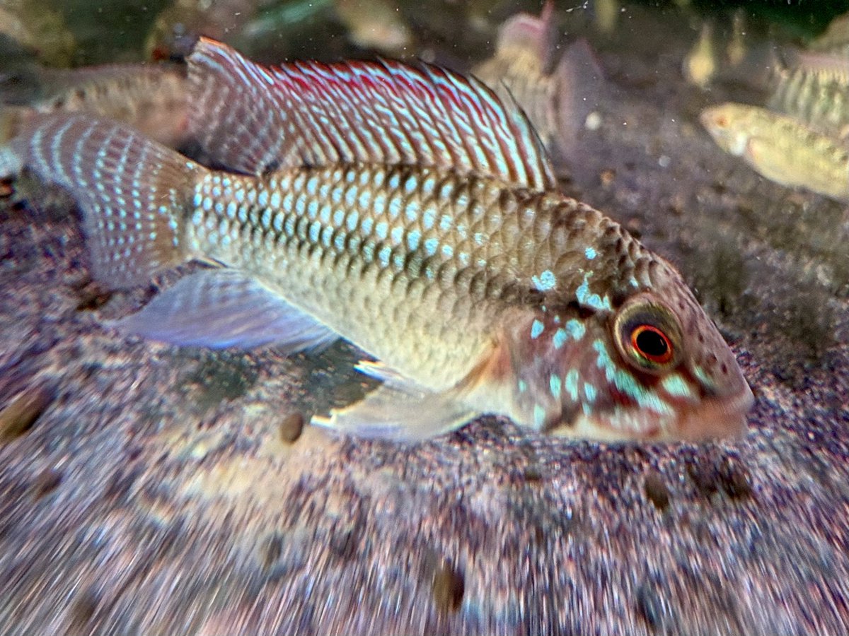 YaYvFl2AgFHauWo's tweet photo. Ap.sp.D63 WF-1
次世代最有力候補
#apistogramma
#アピストグラマ
#D63 https://t.co/qQbt5CFU7b