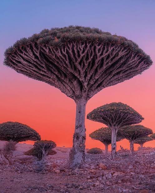 Not just any trees. Dragon Blood Trees native only to the Island of Socotra. The looted trees all perished when they attempted to replant them in the UAE