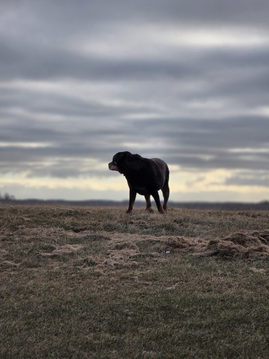 Lisa Marie tweet media