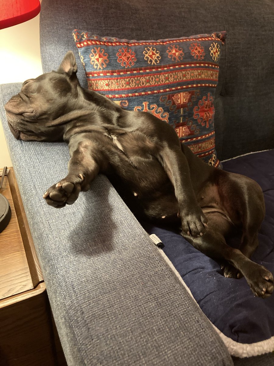 FrenchieColette's tweet image. How a #frenchbulldog says, “I need a recliner.” #dogs