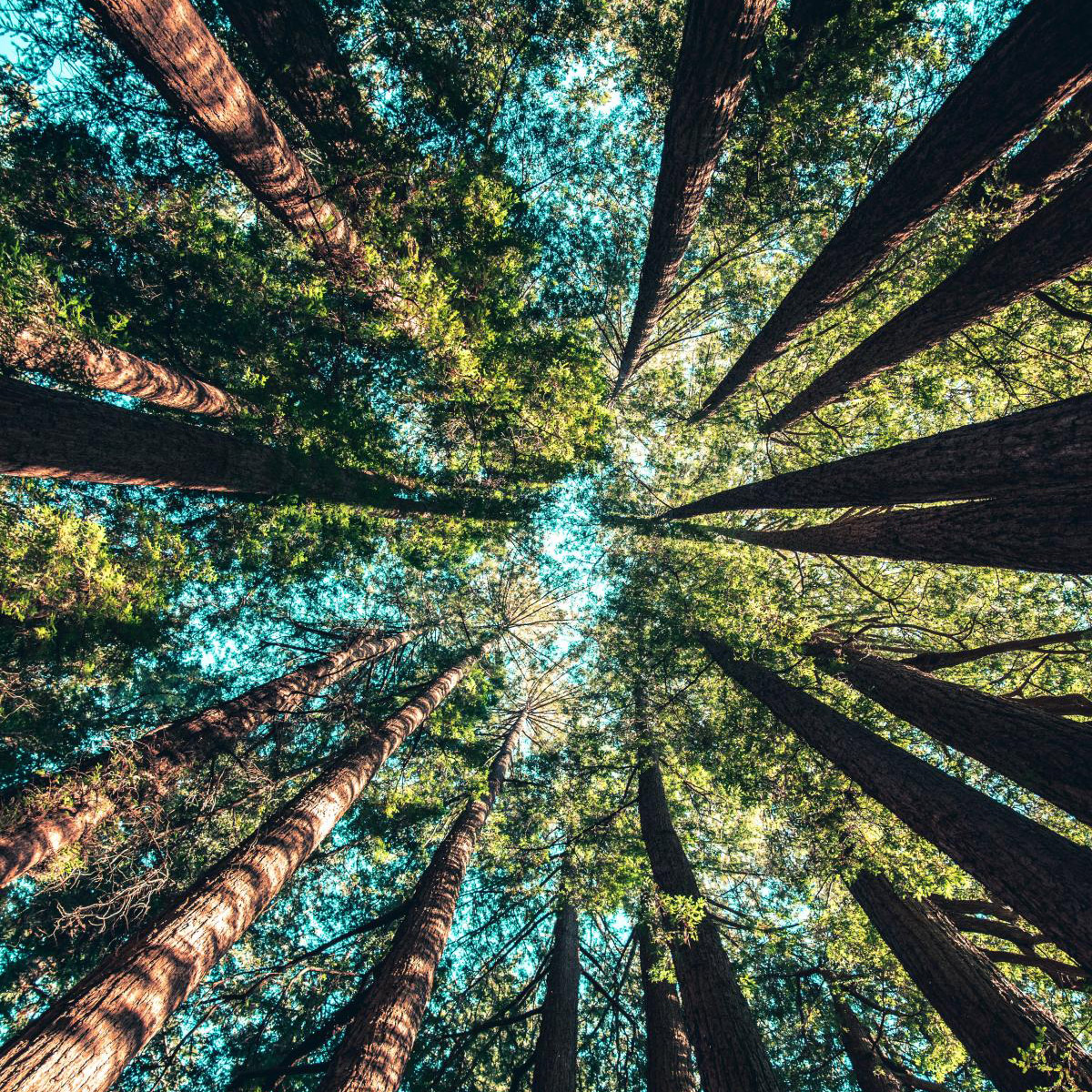 Biological connectivity and Indigenous knowledge serve important roles in Saanich Peninsula parks. Learn how interconnectivity is a key goal in nature-based solutions work.

EXPLORE the StoryMap: arcg.is/10L4ji

#naturebasedsolutions #interconnectivity #saanich