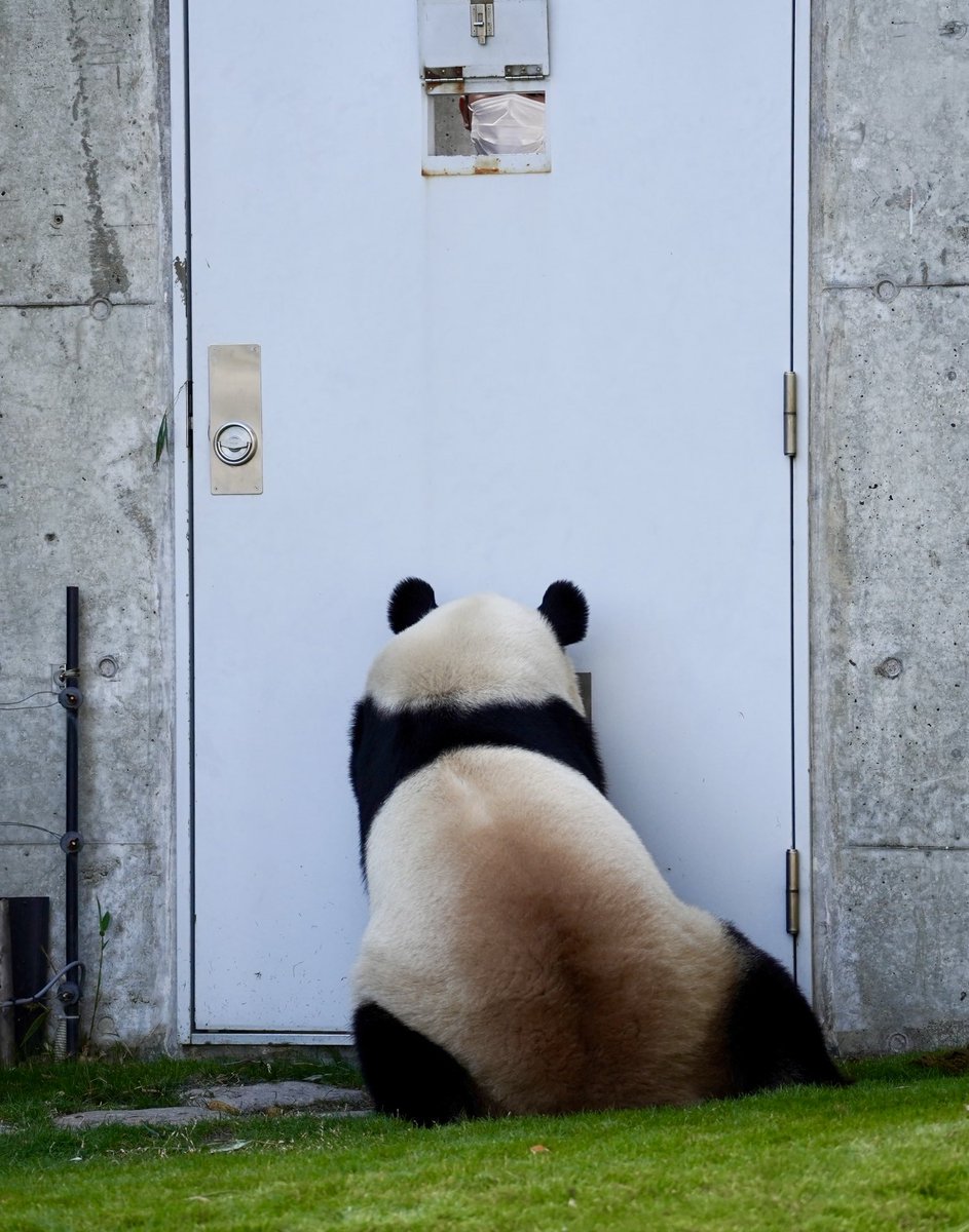 panda pankoro (@PandaPankoro) / Posts and Replies / X