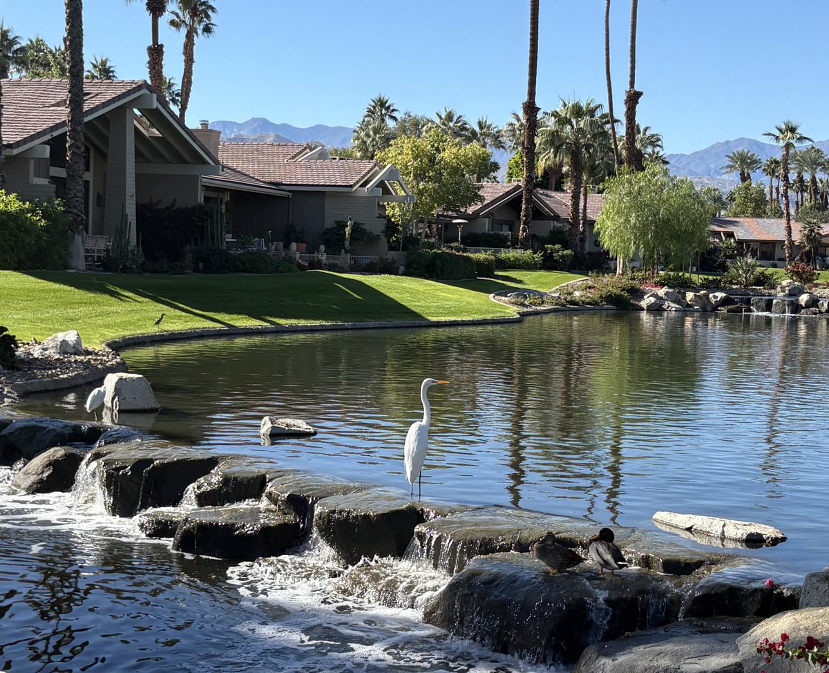 mjfancher's tweet image. #palmdesert #ibis
